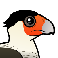 Crested Caracara