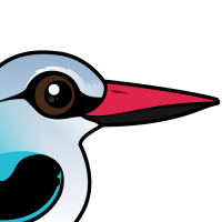 Woodland Kingfisher