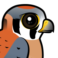 American Kestrel
