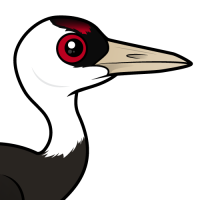 Hooded Crane
