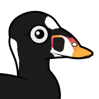 Surf Scoter
