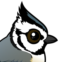 Bridled Titmouse