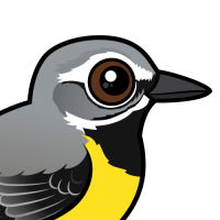 Grey Wagtail