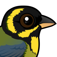 Gold-ringed Tanager