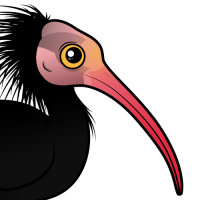 Northern Bald Ibis