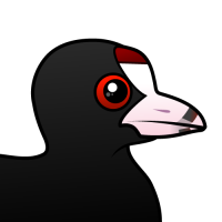 American Coot