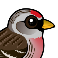 Common Redpoll