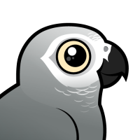 Gray Parrot