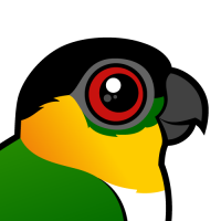 Black-headed Parrot