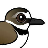 Wilson's Plover