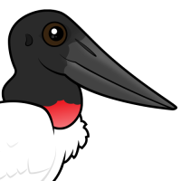 Jabiru