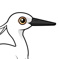 Little Egret
