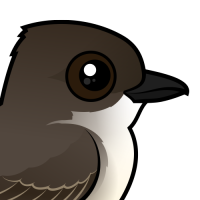 Eastern Phoebe