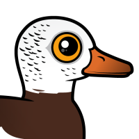 White-winged Duck