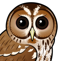 Tawny Owl