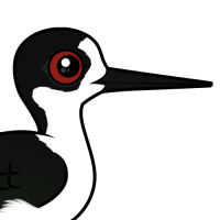 Black-winged Stilt