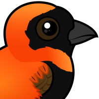Southern Red Bishop
