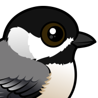 Carolina Chickadee