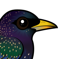 European Starling