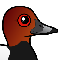Common Pochard