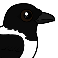 Pied Crow