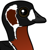Red-breasted Goose