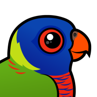 Rainbow Lorikeet