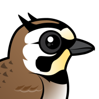 Horned Lark