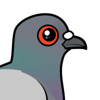 Rock Pigeon