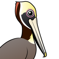 Brown Pelican