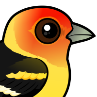 Western Tanager