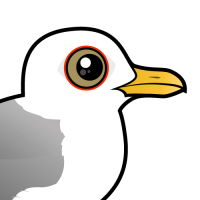 Common Gull