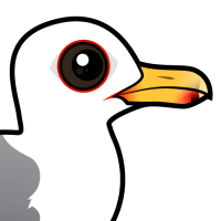 California Gull