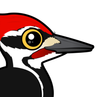 Pileated Woodpecker