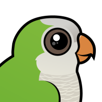 Monk Parakeet