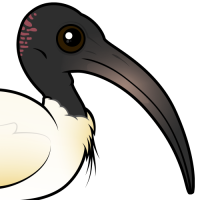 Australian Ibis