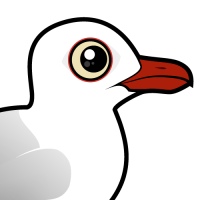 Silver Gull