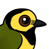 Hooded Warbler