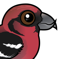 White-winged Crossbill