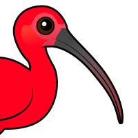 Scarlet Ibis
