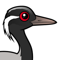 Demoiselle Crane