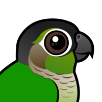 Green-cheeked Parakeet