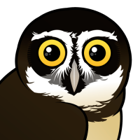Spectacled Owl
