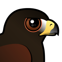Harris Hawk