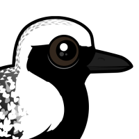 Black-bellied Plover