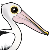 Australian Pelican