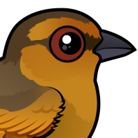 Brown Tanager