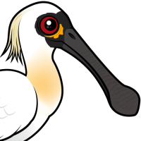 Black-faced Spoonbill