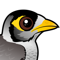 Noisy Miner