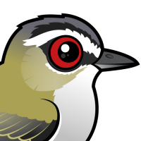 Red-eyed Vireo